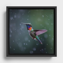Hummingbirds in the rain Framed Canvas