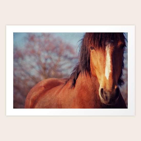Horse Art Print