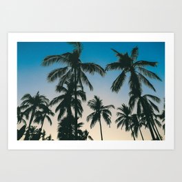 Mexican palm trees Art Print