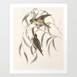 Historical Vintage Birds Perching Art Print