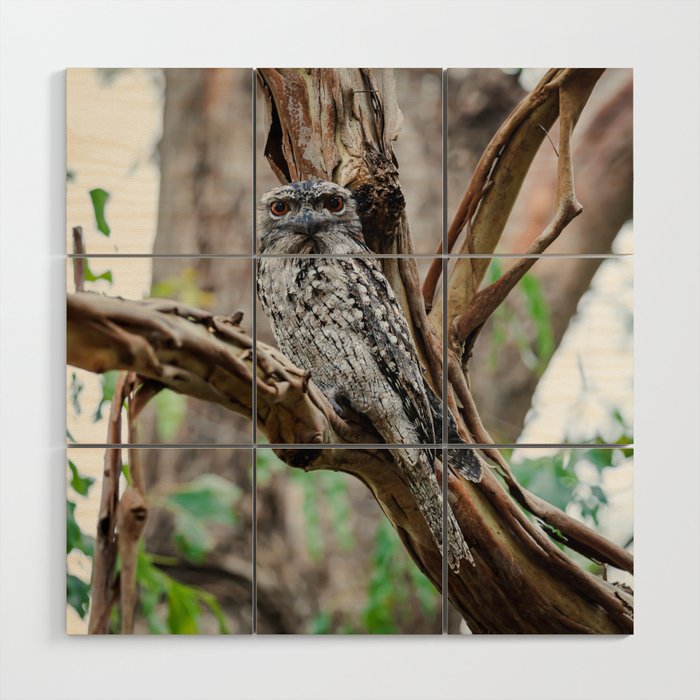 Inquisitive tawny frogmouth watching from a tree Wood Wall Art