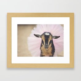 Baby Goat in Tutu Framed Art Print