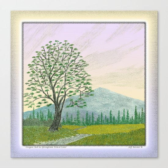 OREGON ASH TREE IN SPRINGTIME VINTAGE PENCIL COLOR DRAWING Canvas Print