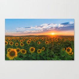 Sunset over sunflowers	 Canvas Print