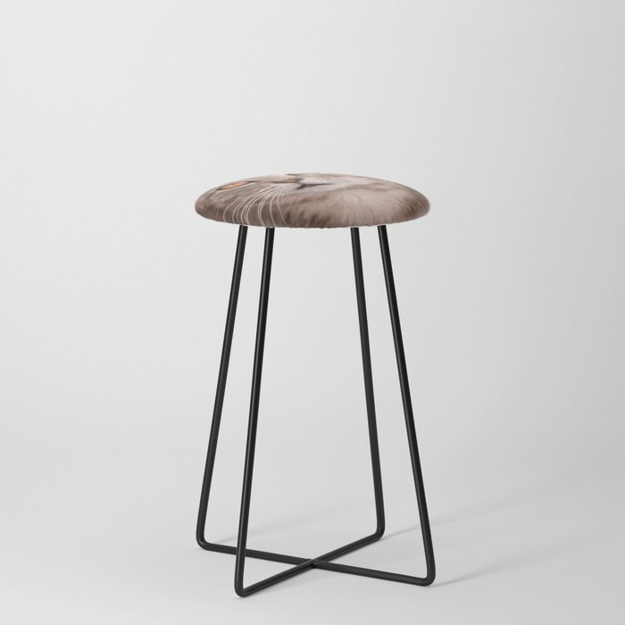 Cat looking up | Animal Counter Stool