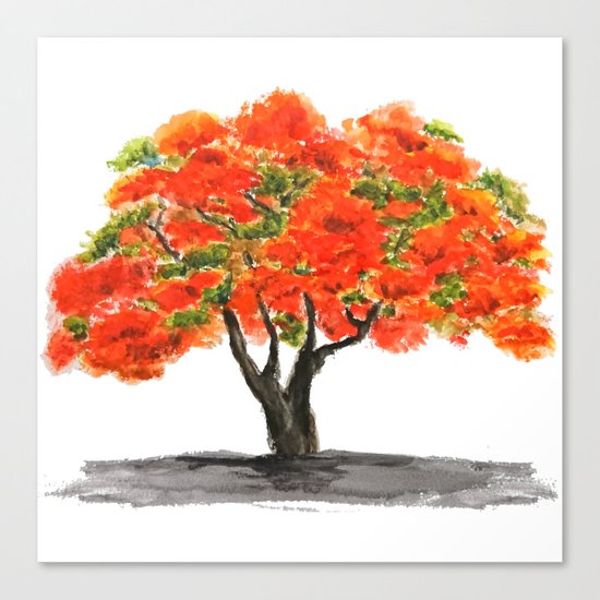 flame of the forest tree Canvas Print