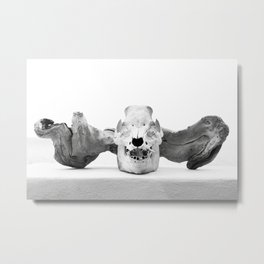 Accidental Art | Cow skull with driftwood | Black and white abstract fine art photography | Photoprint Metal Print | Photograph, Sea, Nature, Skull, Animal, Transformation, Witch, Driftwood, Minimalist, Fine Art 