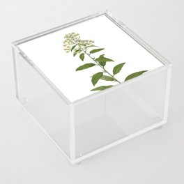 Vintage Green Cestrum Botanical Illustration on Pure White Acrylic Box