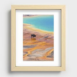Bison and Grand Prismatic Hot Spring at Yellowstone National Park Recessed Framed Print