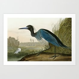 Little Blue Heron - John James Audubon's Birds of America Print Art Print