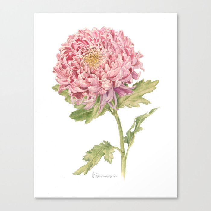 Japanese Chrysanthemum Canvas Print