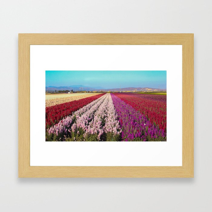 Flower Field Framed Art Print