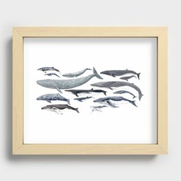 Whale diversity Recessed Framed Print