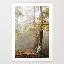 Autumn Haze  | Nature and Landscape Photography Art Print