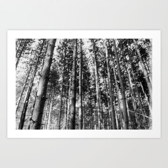 pines Art Print