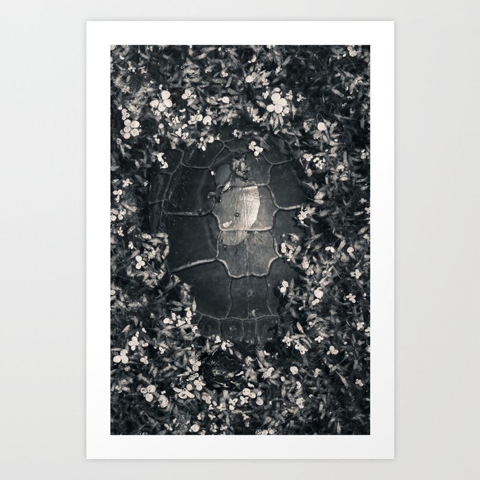 Turtle swims with its shell shining in the sunlight. Black and White Photograph Art Print