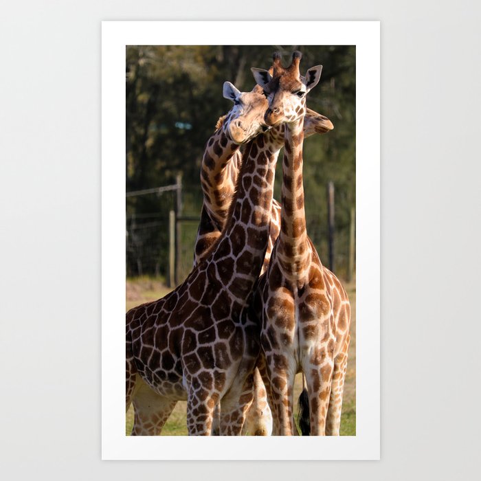 Giraffe Cuddles Art Print