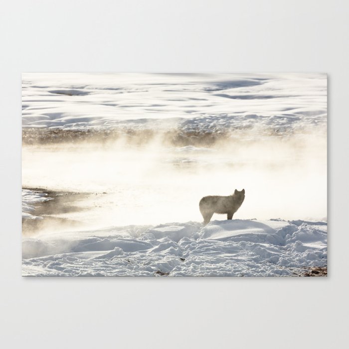 Yellowstone National Park - Wolf and Hot Spring Canvas Print