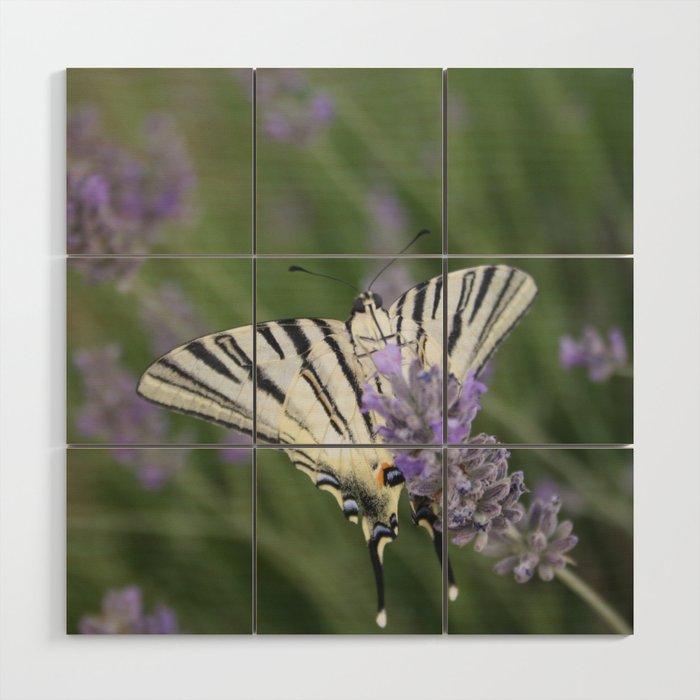 Common Yellow Swallowtail Feeding On  Lavender Photograph Wood Wall Art