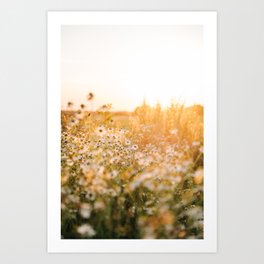 Daisy flowers during a sunset in Denmark - travel photography - Denmark Art Print