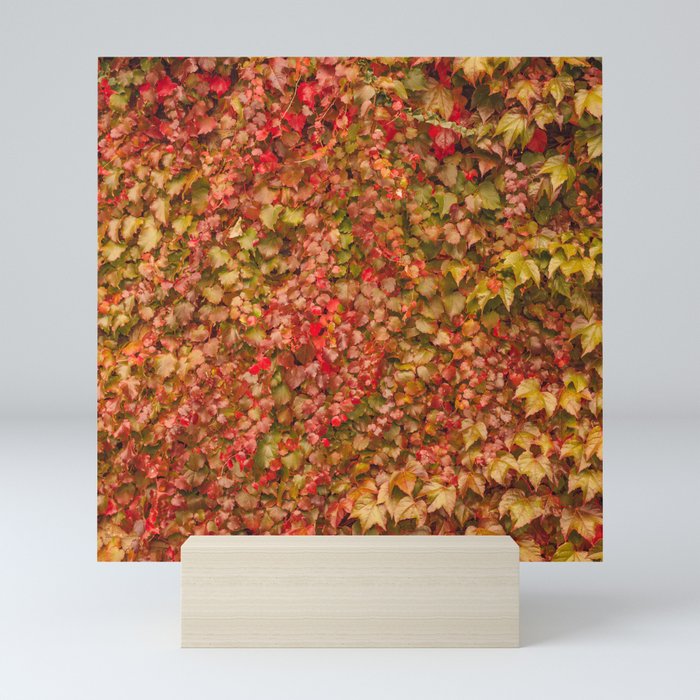 Autumn leaves | Colorful autumn leaves covering a wall completely | Botanical photography Mini Art Print