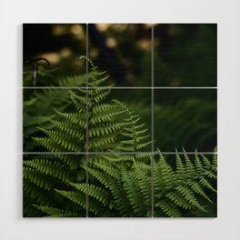 Wild Forest Ferns Photograph Wood Wall Art
