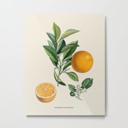 Orange Antique Botanical Illustration Metal Print