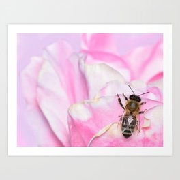 Bee Upon Pink Rose Paradise Art Print