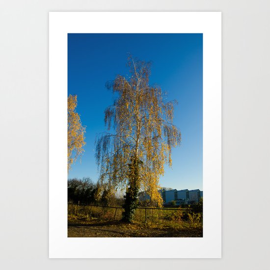 Birch Art Print