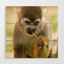 Brazil Photography - Monkey Eating A Grass Straw Wood Wall Art