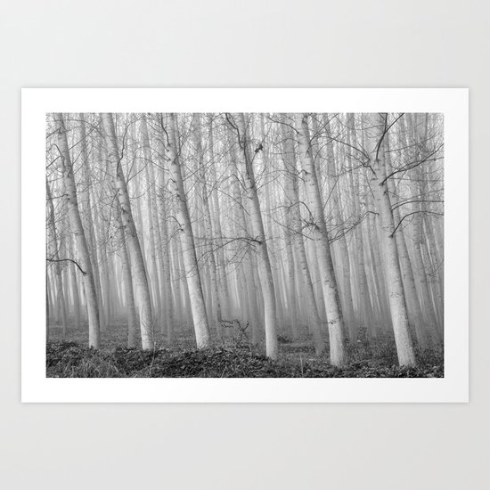 Foggy Poplars. BW Art Print