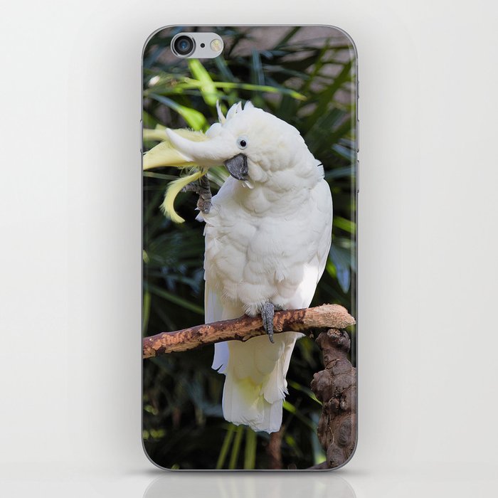 Sulfur-Crested Cockatoo Salutes the Photographer iPhone Skin