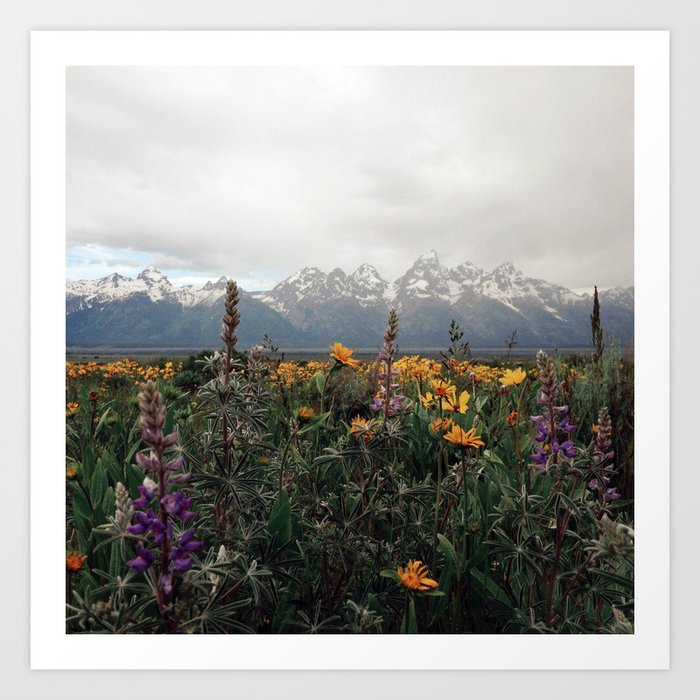 Wildflowers and Mountains - Summer in the Tetons Art Print