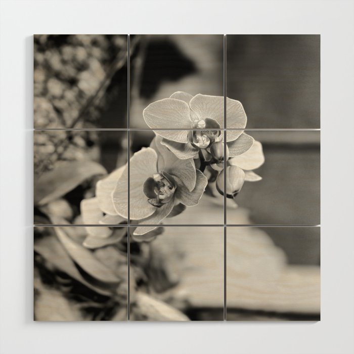 Orchid Growing Near A Buddhist Temple Black And White Wood Wall Art