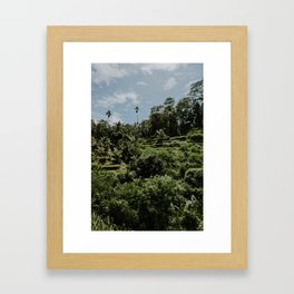 Rice fields - Ubud - Bali Framed Art Print