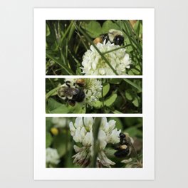 Bee Three Art Print