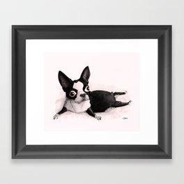 The Little Fat Boston Terrier Framed Art Print