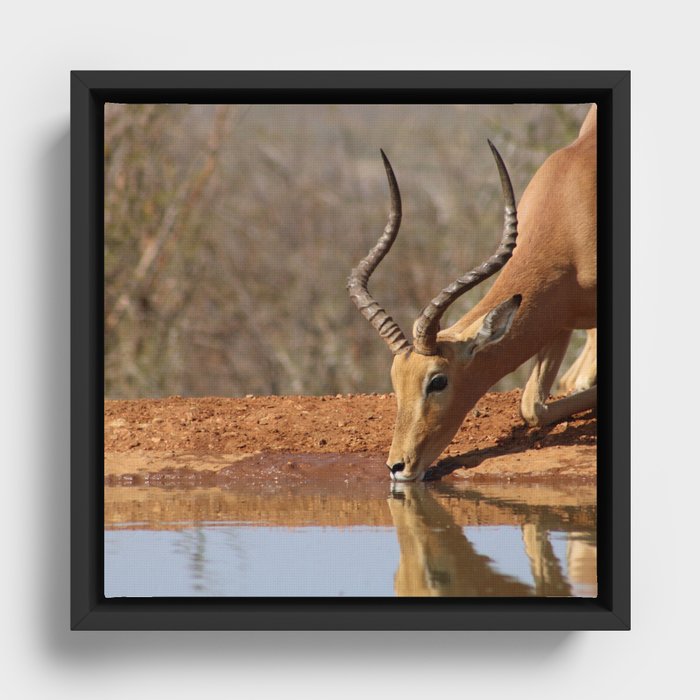 South Africa Photography - An Impala Drinking Water From A Lake Framed Canvas
