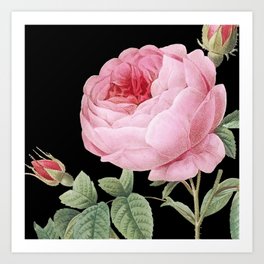 Cabbage Rose on Black from Les Roses  Art Print