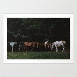 Wild Horses in the Woods | Nature and Landscape Photography Art Print