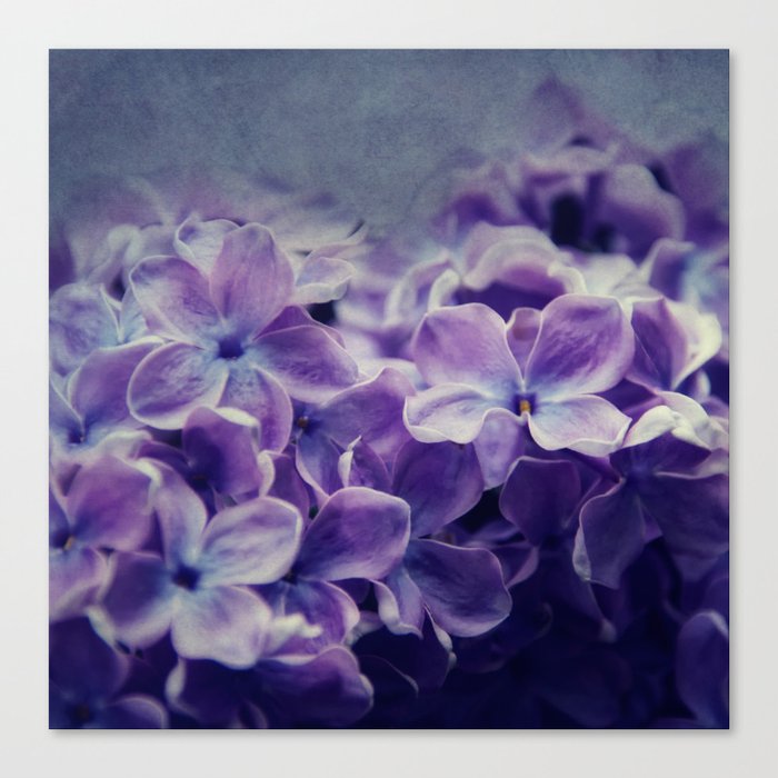lilac Canvas Print