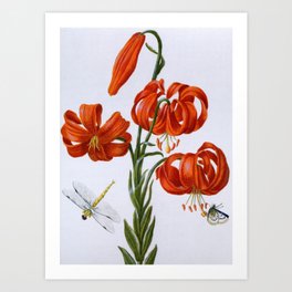 Red Lily antique 1680 Art Print