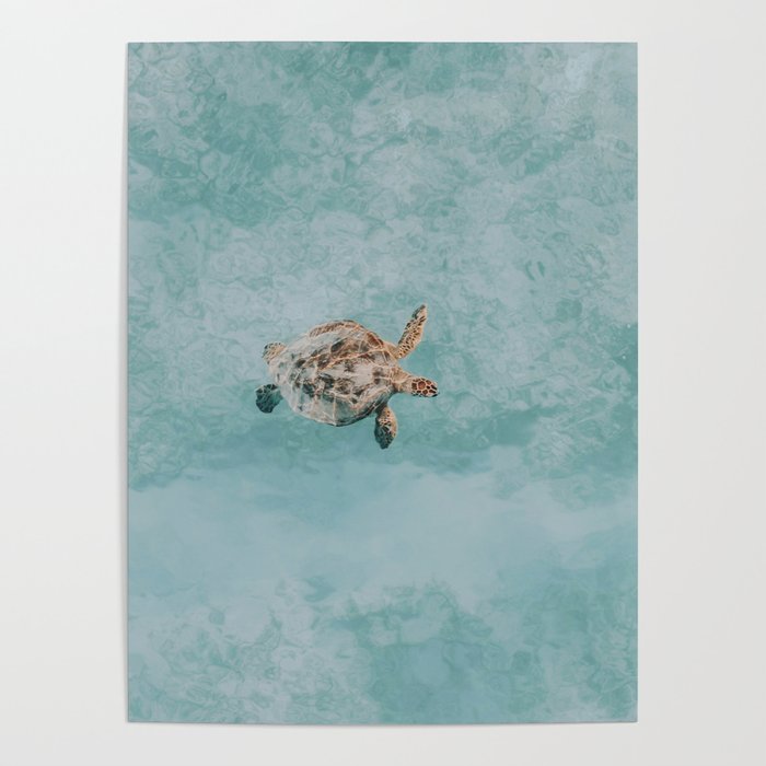 sea turtle vi Poster