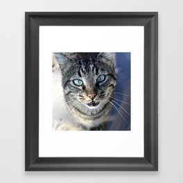I Follow My Whiskers Tabby Cat Photography Framed Art Print