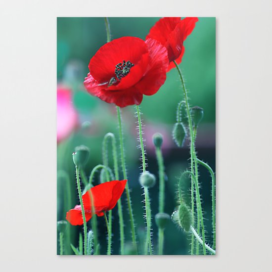 Poppies (light)2. Canvas Print
