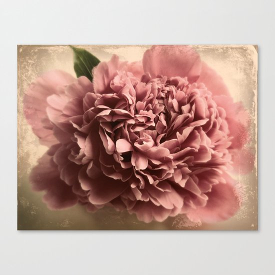 Shabby Peony Canvas Print