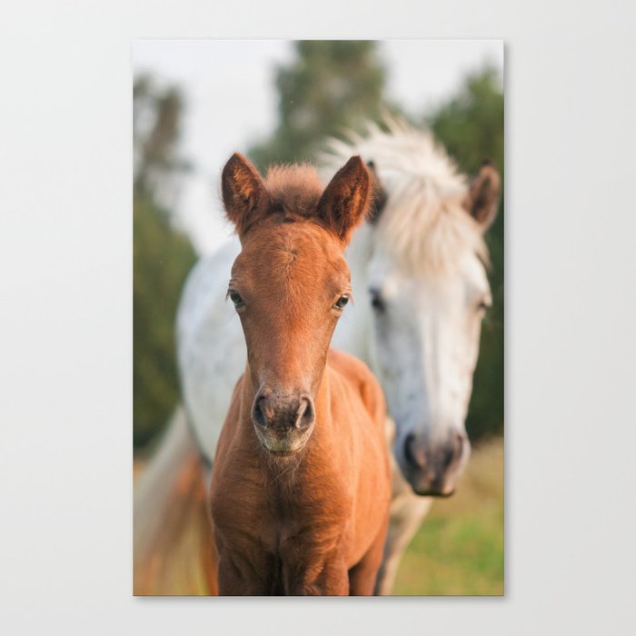 Icelandic horse mare with curious chestnut foal Canvas Print