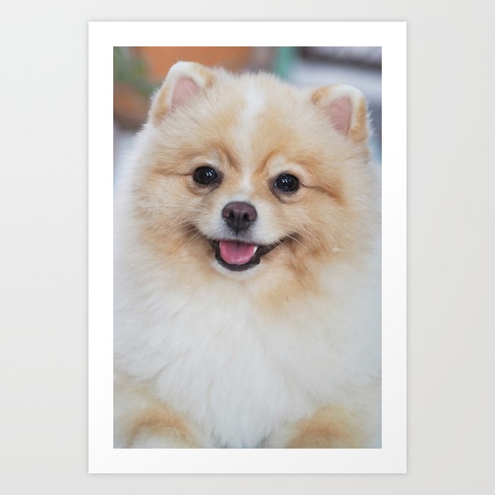Pomeranian sale spitz baby