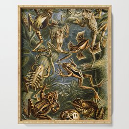 Ernst Haeckel "Batrachia - Hyla (Frogs)" Serving Tray