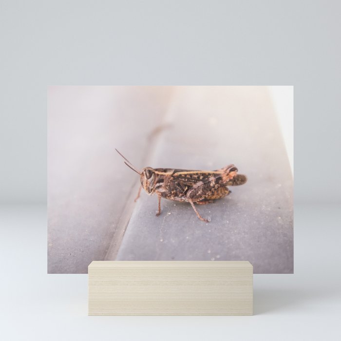 Urban Grasshopper Mini Art Print